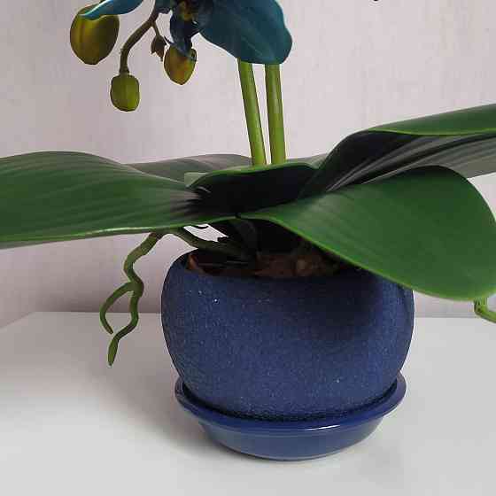 Штучна латексна орхідея VIP в синьому керамічному кашпо на дві гілки синя Дніпро