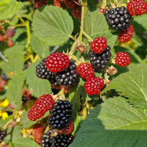 Саженцы ежевики Трипл Краун (черенкованный) - 1-летний Черновцы