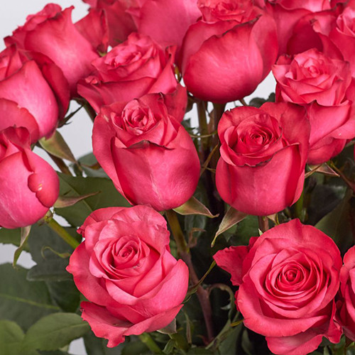 Саджанці троянд Лола (привитий) - 2-річний Чернівці - фото 1