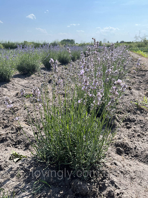 Двухлетние саженцы розовой лаванды сорта Miss Katherine Ирпень - изображение 3