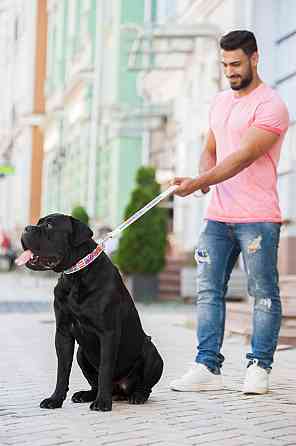 Повідець WAUDOG Design з малюнком "Пончики" (ширина 25 мм, довжина 122 см) білий Коломия