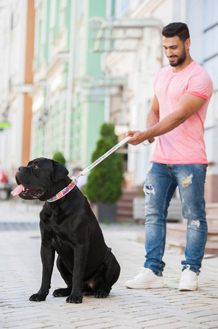 Повідець WAUDOG Design з малюнком "Пончики" (ширина 25 мм, довжина 122 см) білий Коломыя - изображение 2