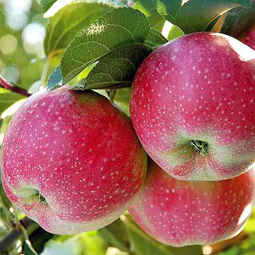 Саджанці яблуні Розелла (привитий) - 1-річний Чернівці