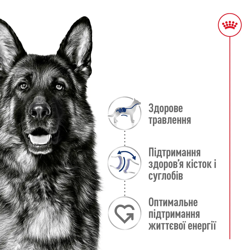 Royal Canin Maxi Adult (Рояв Канін Максі Едалт) сухий корм для дорослих собак великих порід 15 кілограмів. Запоріжжя - фото 4