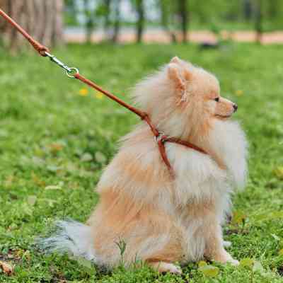 Шлея для собак WAUDOG Soft з QR паспортом кругла Д 6 мм А 42-60 см В 46-64 см коричнева (46206) Вінниця