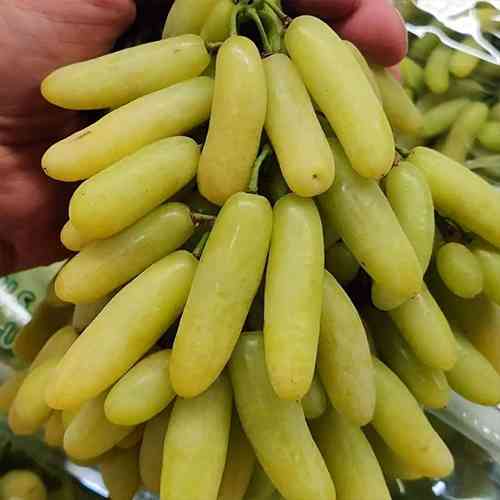 Cаджанці винограду Ламборджині (черенкований) - 1-річний Чернівці