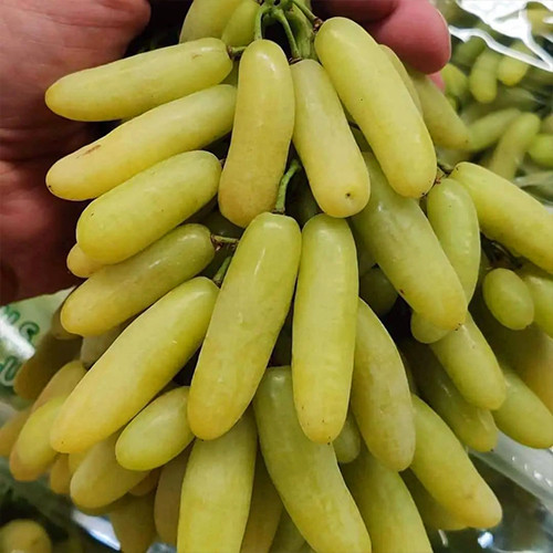 Саженцы винограда Ламборджини (черенкованный) - 1-летний Черновцы - изображение 1