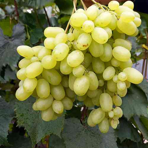 Саженцы винограда Гелиодор (черенкованный) - 2-летний Черновцы