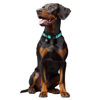 Нашийник для тварин WAUDOG Magnet c QR паспортом, магнітна пряжка-фастекс M тіффані (279527) Вінниця - фото 6