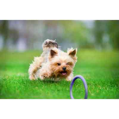 Игрушка для собак Puller Micro 13 см 2шт (6489) Винница