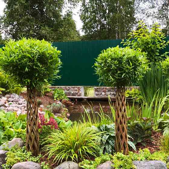 Саджанці декоративної верби Датське коріння (плетена) 80-100 см (черенкований) - 1-річний Чернівці