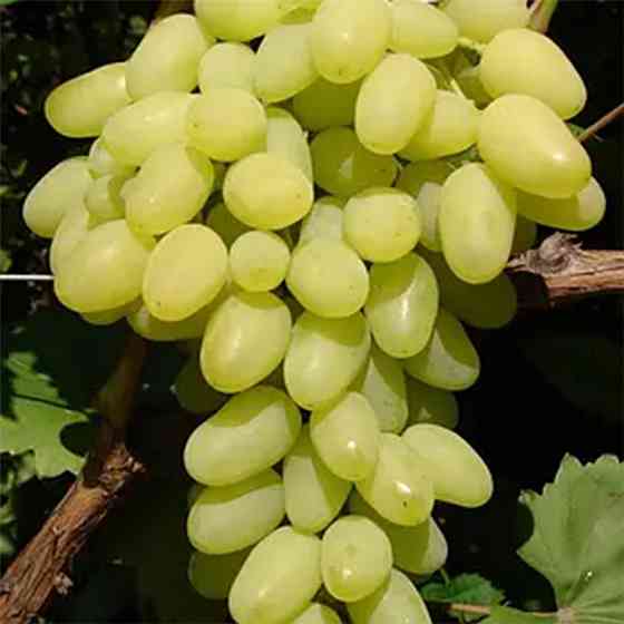 Саженцы винограда Милана (черенкованный) - 1-летний Черновцы