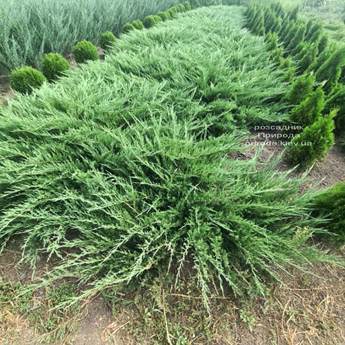 Саджанці ялівцю Тамарисцифолія (черенкований) - 3-річний Чернівці - фото 1