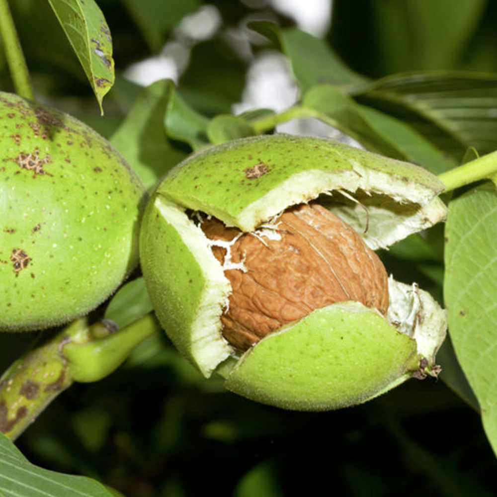Саджанці грецького горіха Топорівський (привитий) - 2-річний Чернівці - фото 1