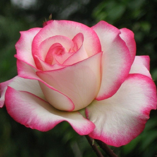 Саджанці троянд Імара (привитий) - 2-річний Чернівці - фото 1