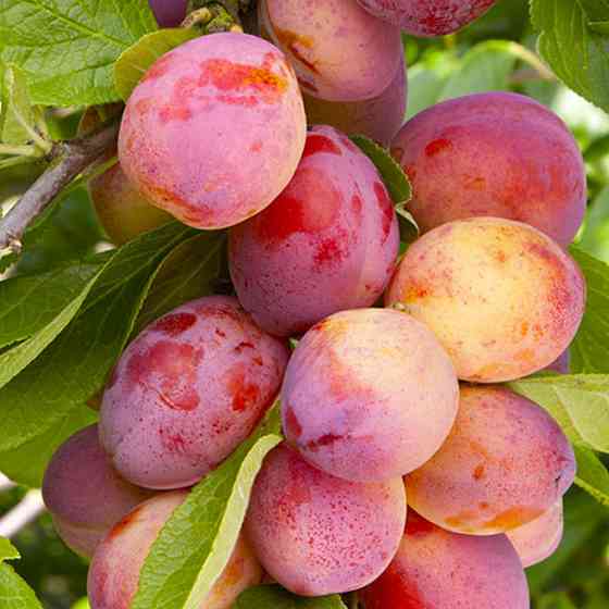 Саженцы колоновидной сливы Блю Свит (привитый) - 2-летний Черновцы