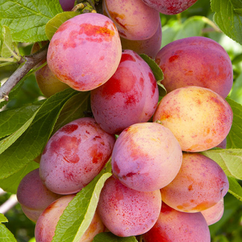 Саджанці колоновидної сливи Блю Світ (привитий) - 2-річний Чернівці - фото 3