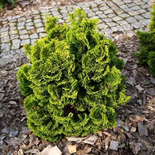 Саженцы можжевельника Нана Грацилис (черенкованный) - 3-летний Черновцы