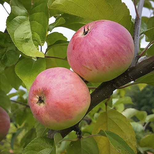 Саджанці яблуні Анісовка (привитий) - 1-річний Чернівці - фото 1