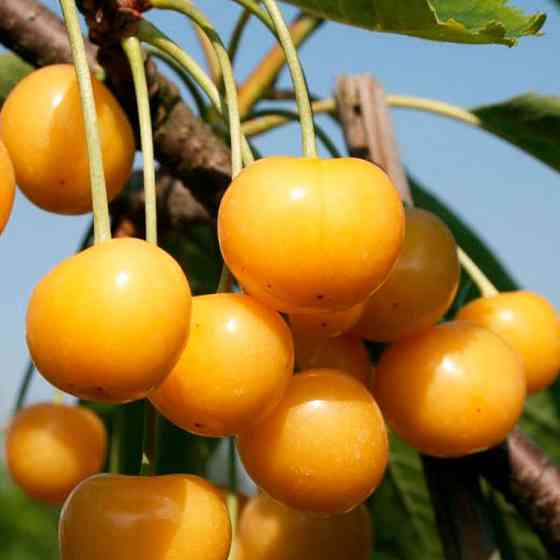 Саженцы черешни Драгана (привита) - 1-летний Черновцы