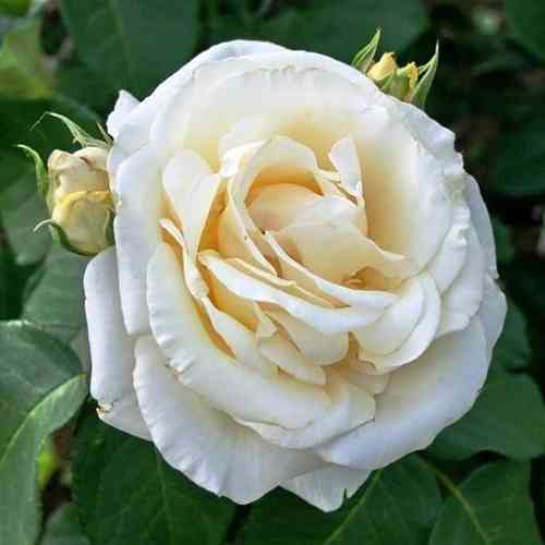 Саджанці троянд Шопен (привитий) - 2-річний Чернівці