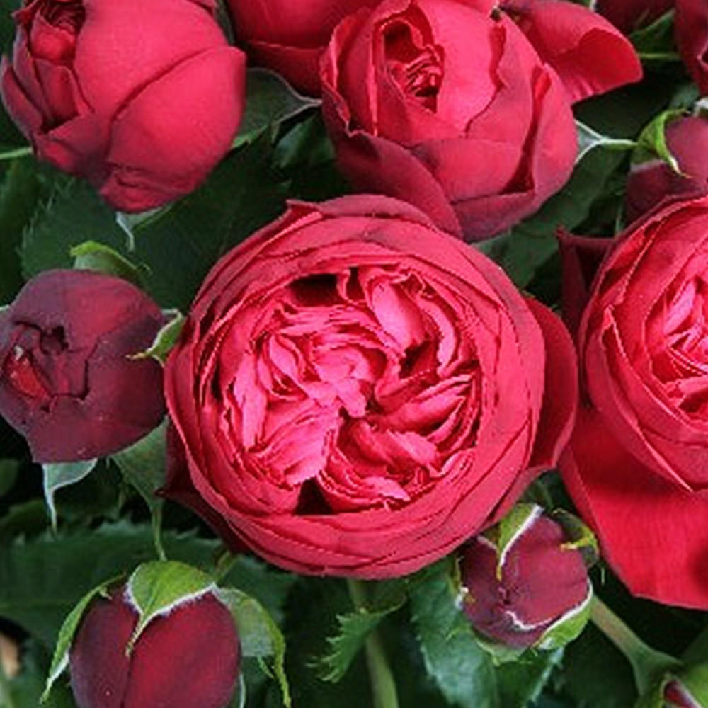 Саджанці троянд на штамбі Піано (привитий) Чернівці - фото 1