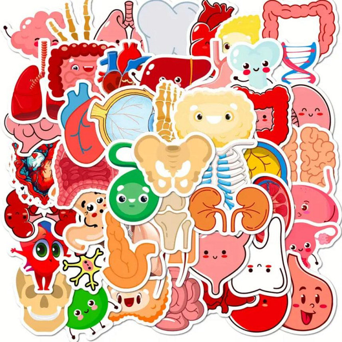 Наклейки органи людини. Водонепроникні вінілові естетичні наклейки для пляшки води, комп'ютера, ноут Київ - фото 1