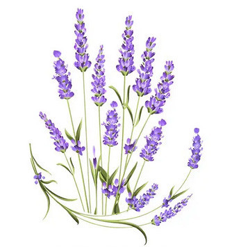 Наклейка термо для одежды Лаванда Киев - изображение 1