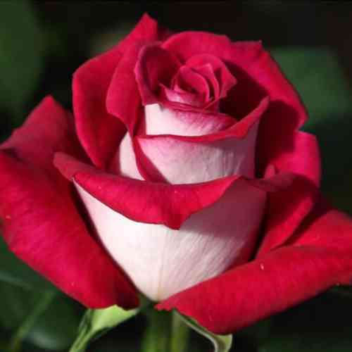 Саджанці троянд Моніка Белуччі (привитий) - 2-річний Чернівці