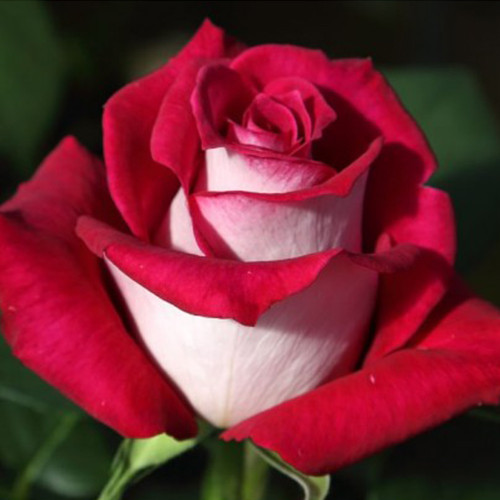 Саджанці троянд Моніка Белуччі (привитий) - 2-річний Чернівці - фото 1