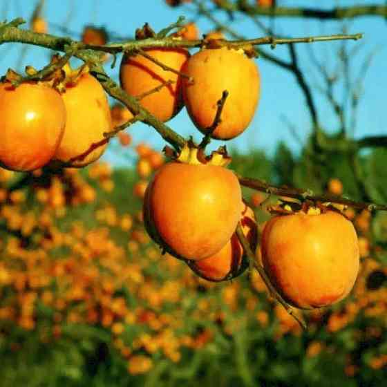 Саджанці хурми Кавказька - 1-річний Чернівці