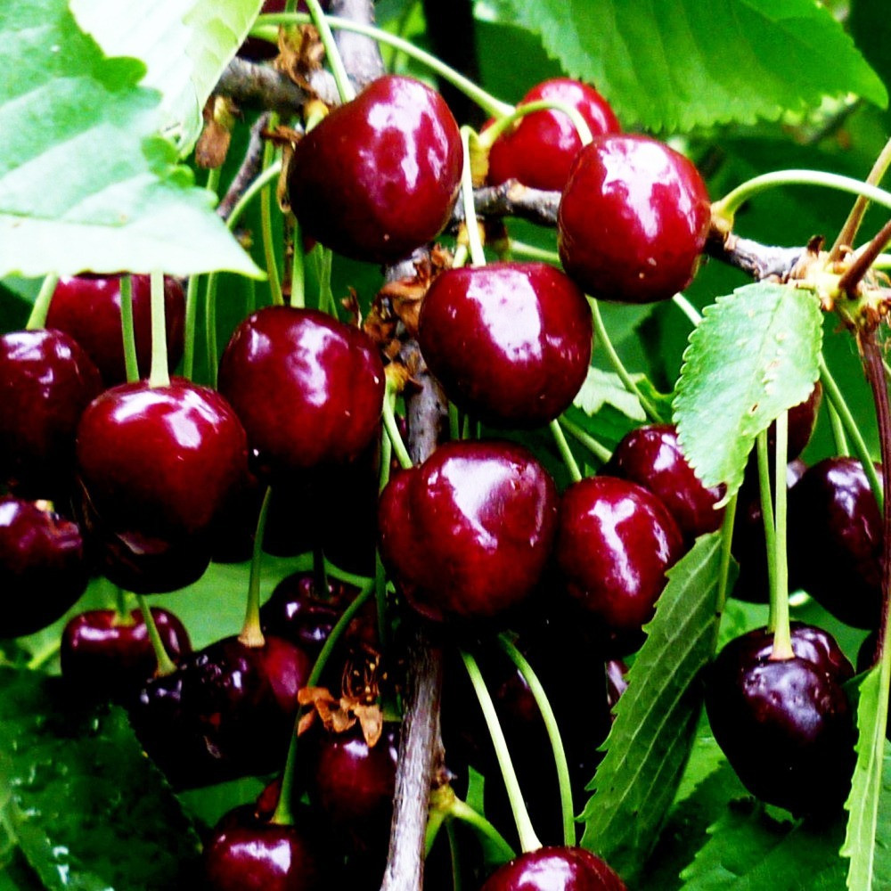 Саженцы вишни Шоколадница (привитый) - 2-летний Черновцы - изображение 2