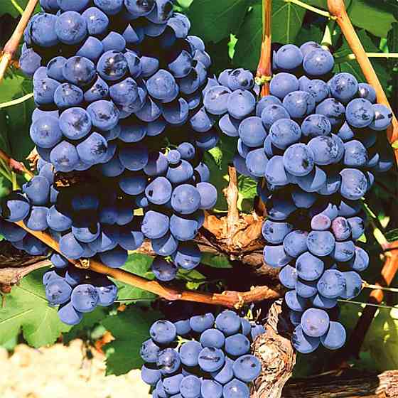 Саджанці винограду Мускат Блау (черенкований) - 2-річний Чернівці