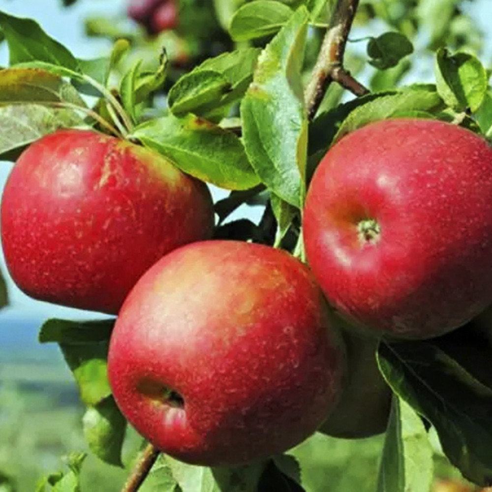 Саджанці яблуні Джонаголд (привитий) - 2-річний Чернівці - фото 3