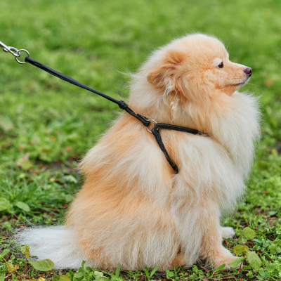 Шлей для собак WAUDOG Soft с QR паспортом круглая Д 6 мм А 26-46 см В 30-50 см черная (46231) Винница - изображение 3