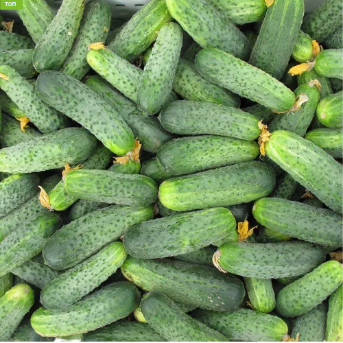 Огірок Аякс F1 NZ бджолозапильний 1000шт Професійне насіння Житомир