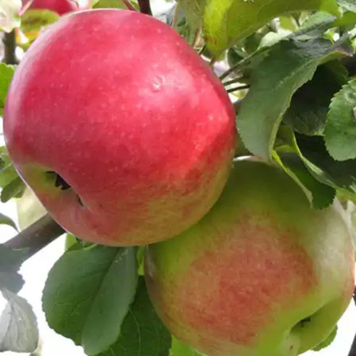 Саджанці яблуні Принцесса Луїза (привитий) - 1-річний Чернівці - фото 1