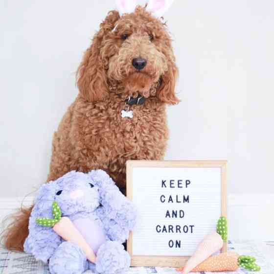 Іграшка для собак Patchwork Pet Pastel Rabbit (Печворк Пет Паский Кролик) 380 Запоріжжя