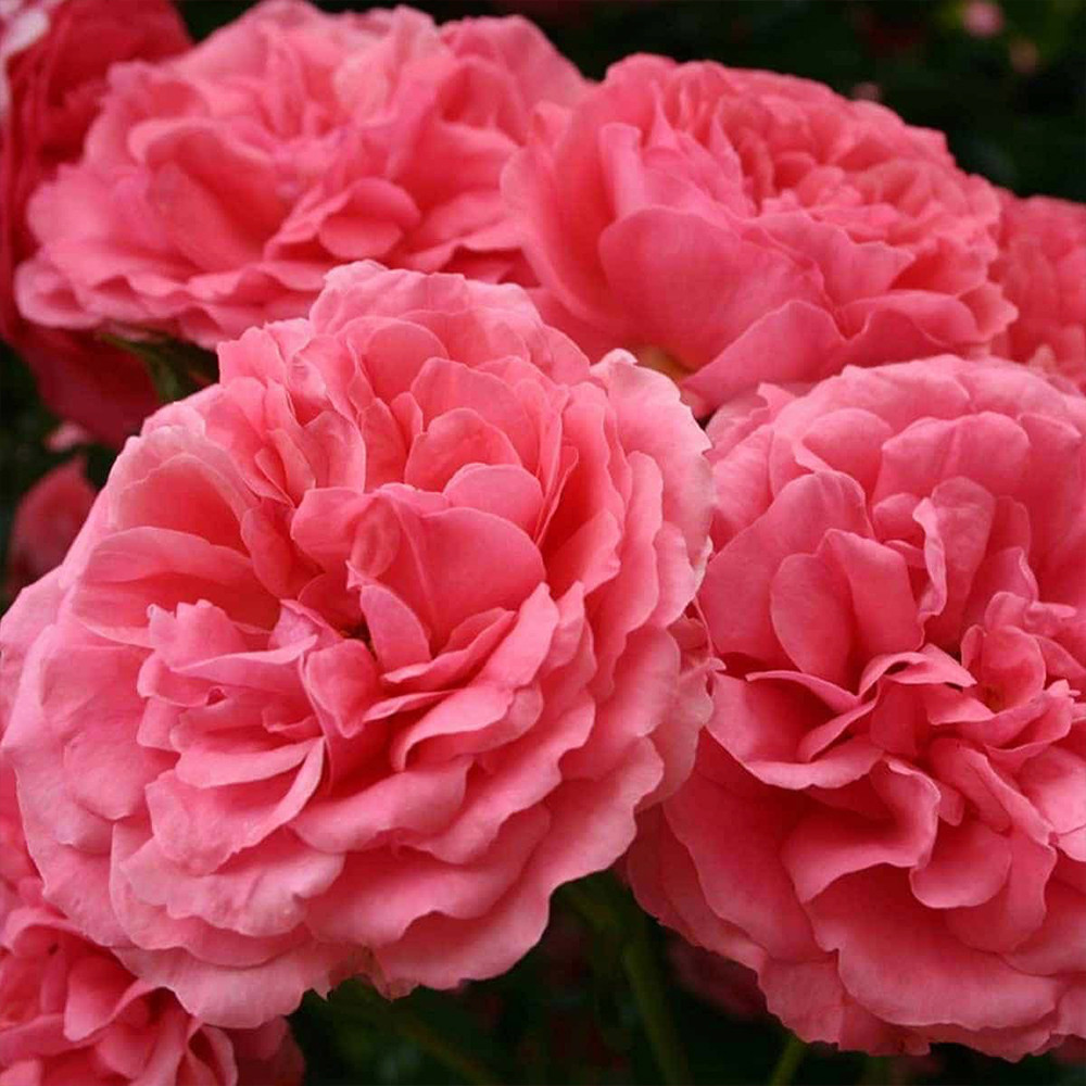 Саженцы почвопокровных роз Розариум Ютерзен (привитый) Черновцы - изображение 1