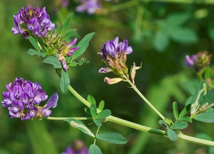 Люцерна посевная (синяя) трава 100г master sem Киев - изображение 1