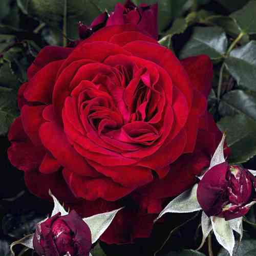 Саженцы роз Адмирал (привитый) - 2-летний Черновцы