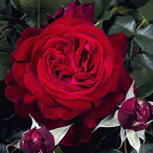 Саженцы роз Адмирал (привитый) - 2-летний Черновцы - изображение 1