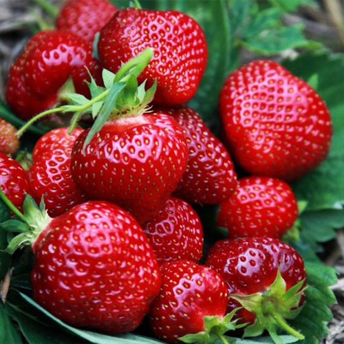 Саджанці полуниці Елеганс (10 штук) - 1-річний Чернівці - фото 1