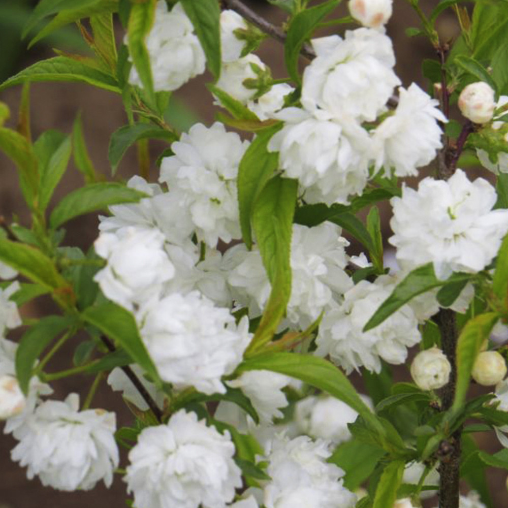 Саженцы сакуры Альба Плена (привитый) - 2-летний Черновцы - изображение 3