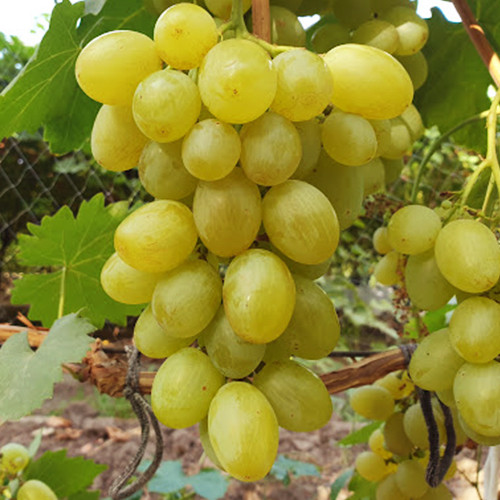 Cаджанці винограду Солдатський (черенкований) - 2-річний Чернівці - фото 1