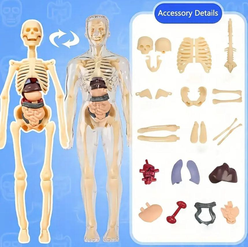 Анатомічна модель людини з 30 частин, висота 28 см | Освітній STEM-набір зі знімними органами та кіс Київ - фото 2