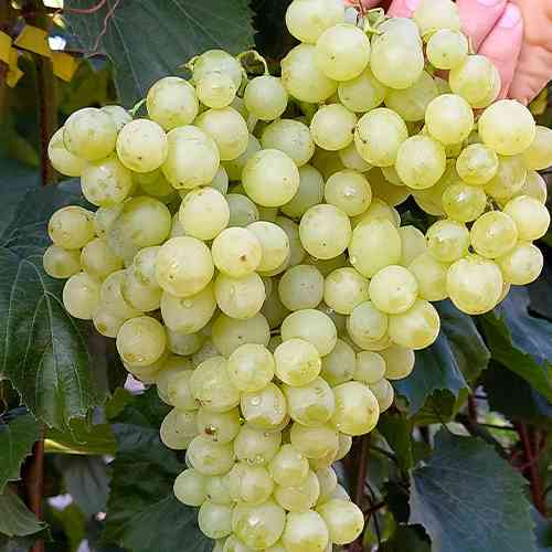 Саженцы винограда Кишмиш Валентино (черенкованный) - 1-летний Черновцы