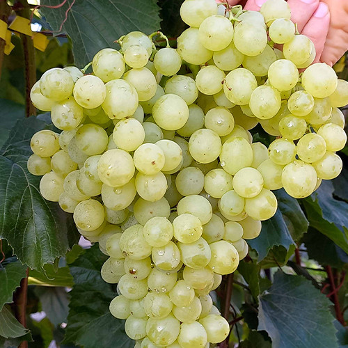 Cаджанці винограду Кишмиш Валентино (черенкований) - 1-річний Чернівці - фото 1