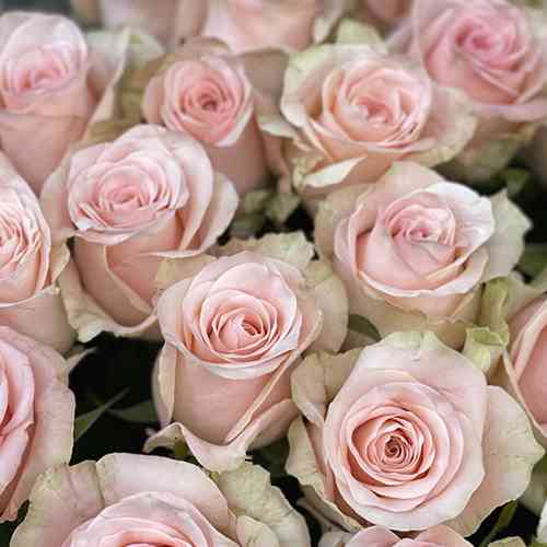 Саджанці троянд Кімберлі (привитий) - 2-річний Чернівці