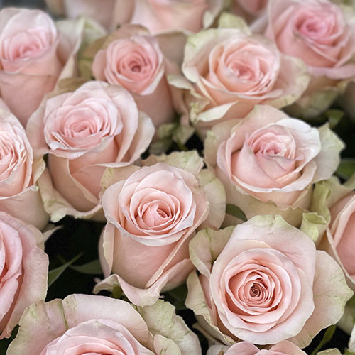 Саджанці троянд Кімберлі (привитий) - 2-річний Чернівці - фото 1